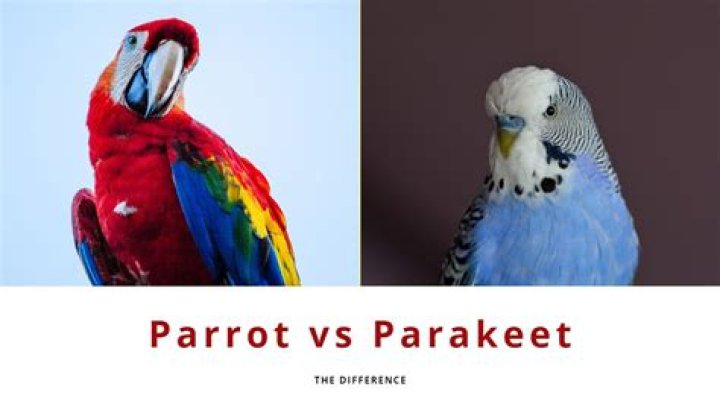 Are parakeets related to parrots?