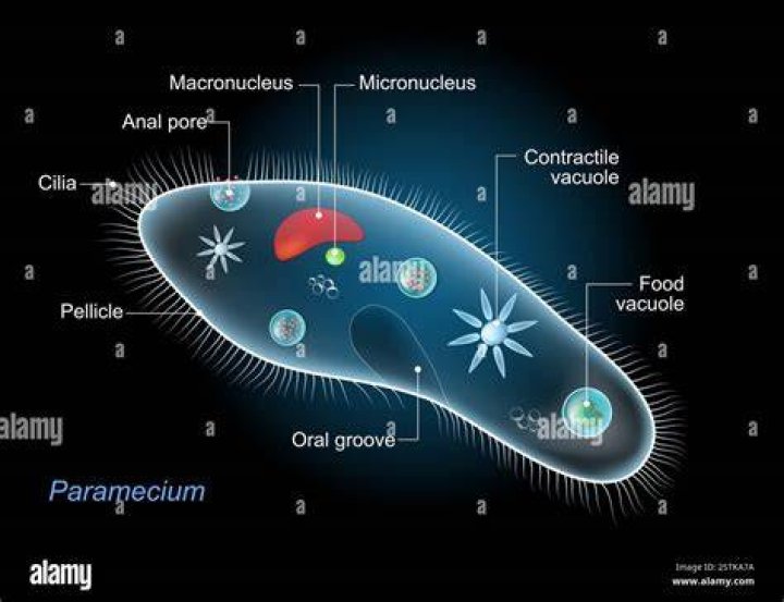 Are paramecium caudatum autotrophic?