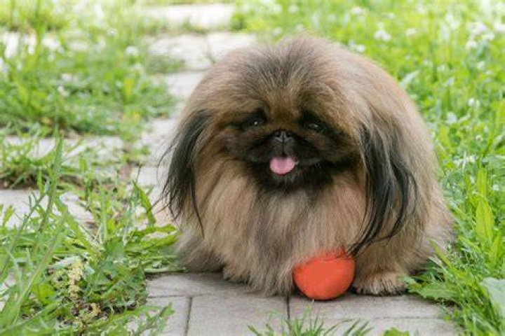 Are pekingese double coated?