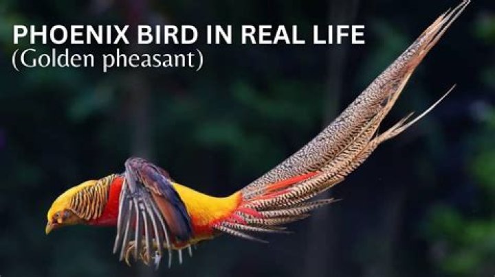 Are phoenixes real birds?