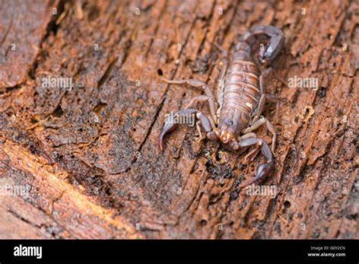 Are plain eastern stripeless scorpion poisonous?