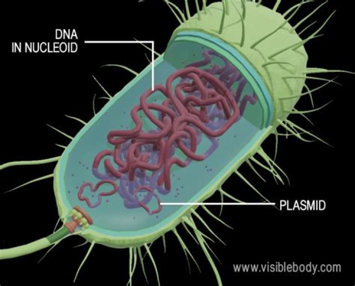 Are plasmids found in eukaryotic cells?