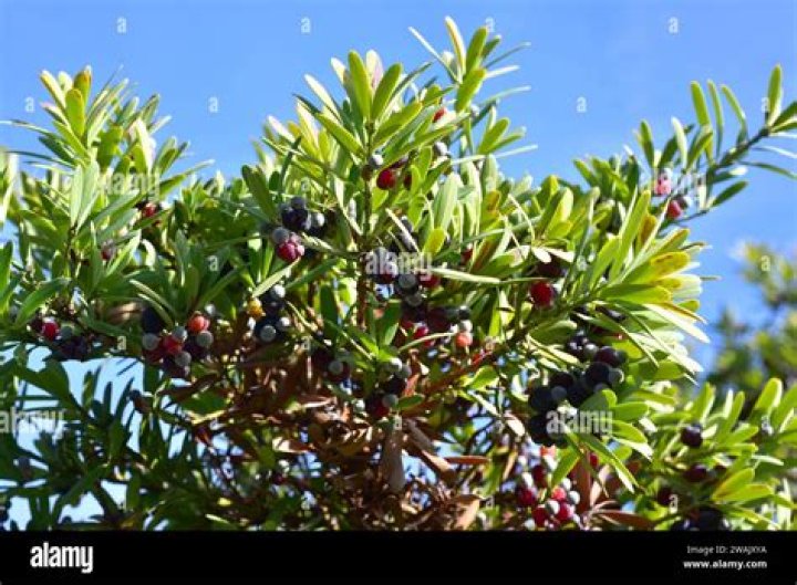 Are podocarpus berries edible?