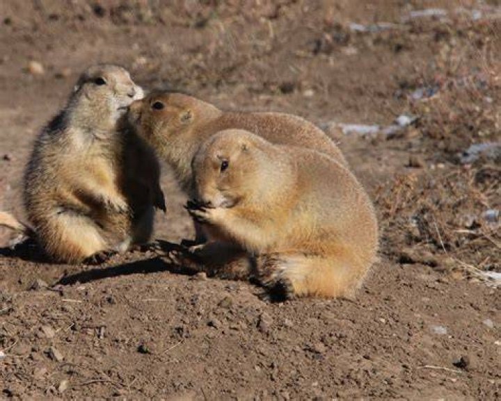 Are prairie dogs cannibals?