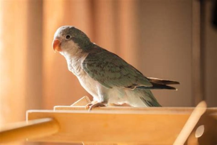 Are quaker parrots loud?
