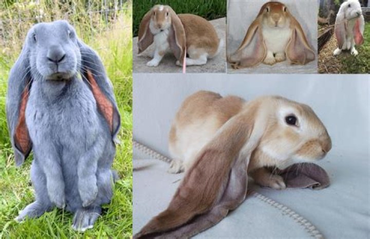Are rabbits born lop eared?