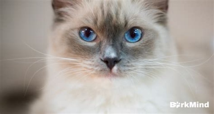 Are ragdoll cats hypoallergenic?