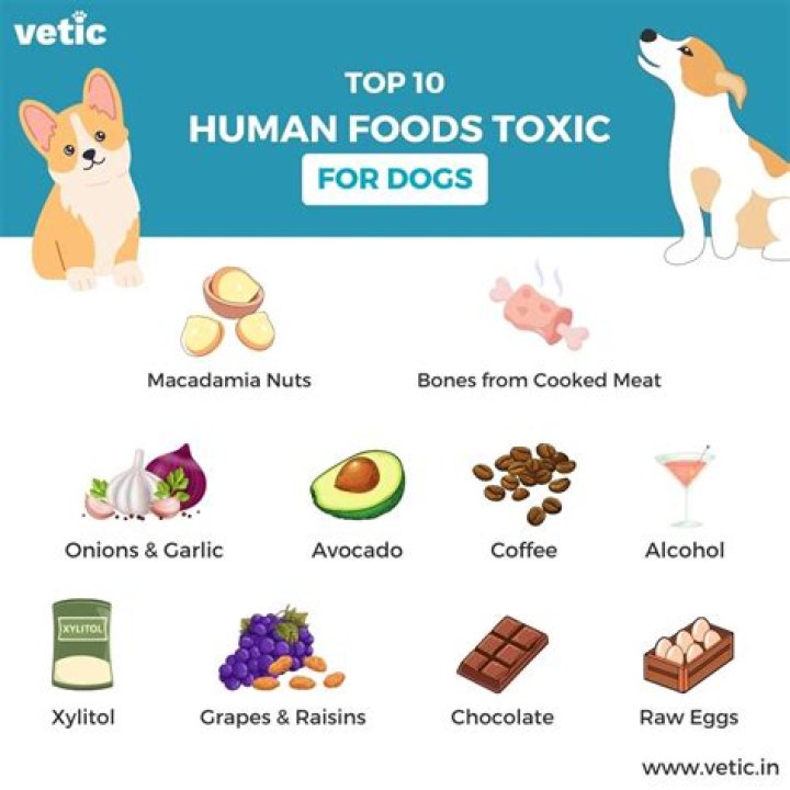 Are raisins poisonous to dogs?