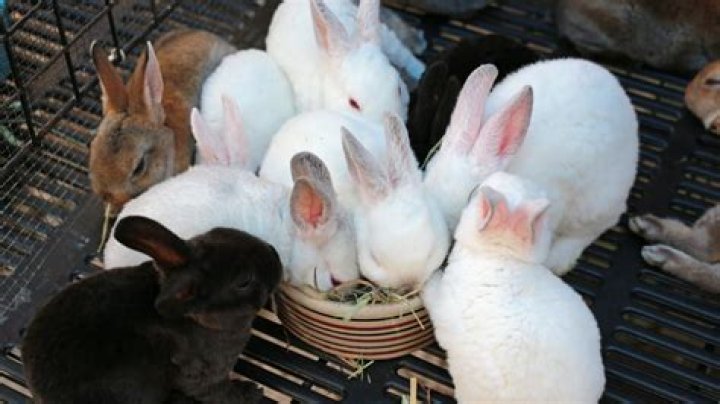 Are rex rabbits good for meat?