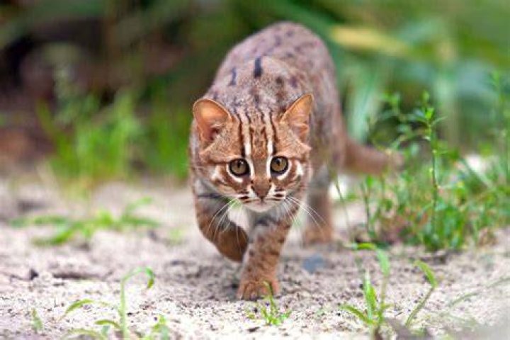 Are rusty spotted cats dangerous?