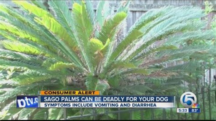 Are sabal palms poisonous?