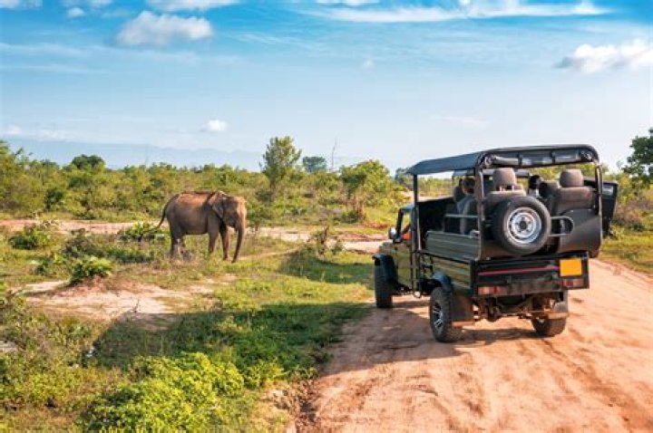 Are safari parks ethical?