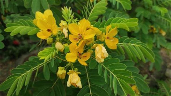 Are senna leaves bad for you?