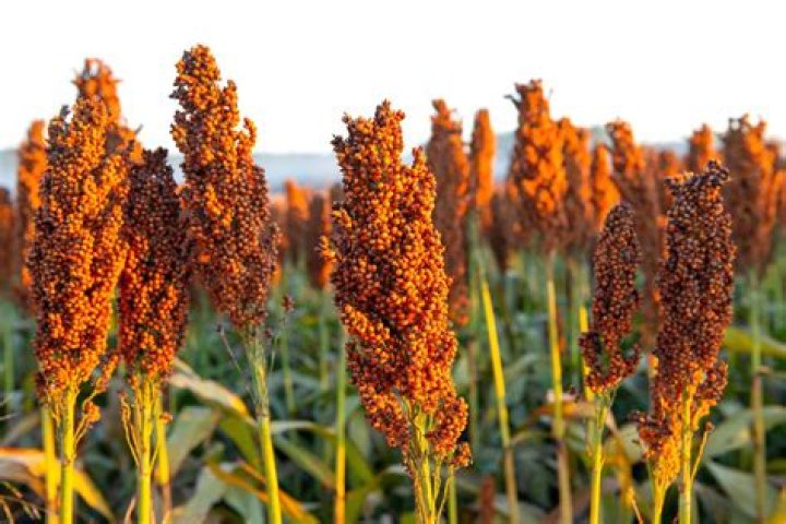 Are sorghum leaves edible?