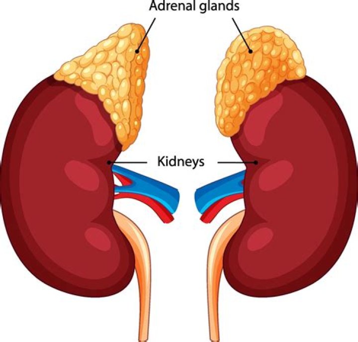 Are suprarenal glands kidneys?
