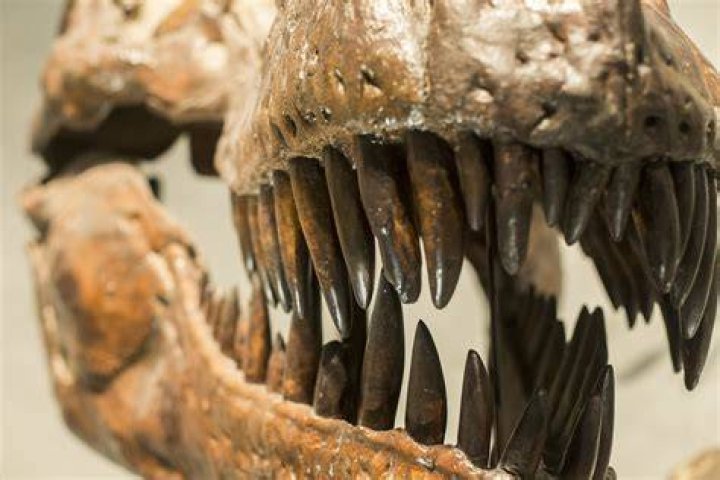 Are teeth called chompers?