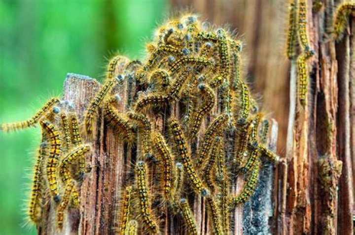 Are tent caterpillars harmful to trees?