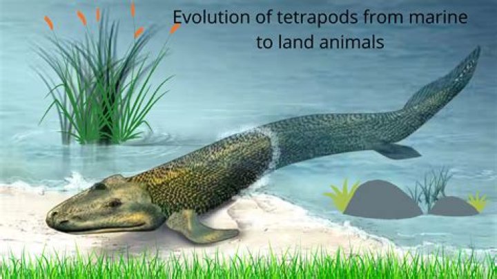Are tetrapods more evolved than non tetrapods?
