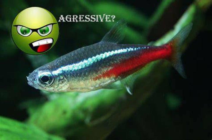Are tetras aggressive fish?