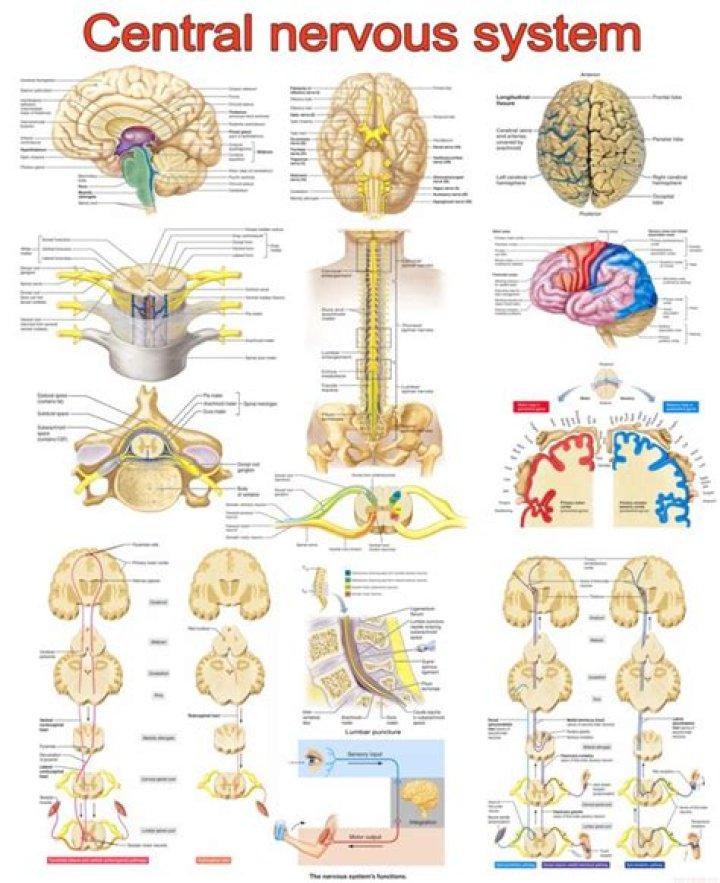 Are the central nervous system?