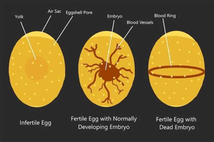 Are the eggs we eat unfertilized?