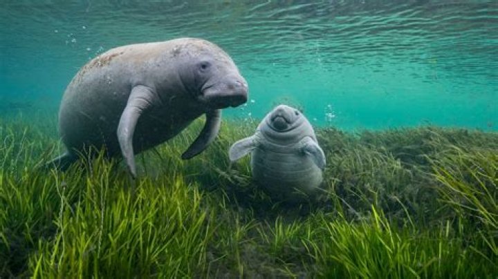 Are there manatees in ginnie springs?