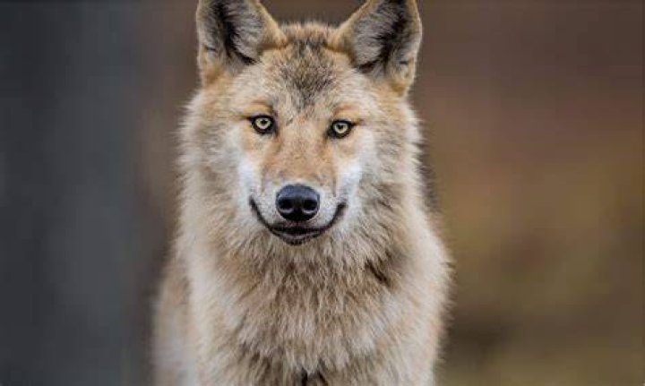 Are there wolves in england?