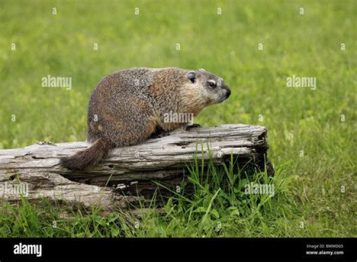 Are there woodchucks in oklahoma?