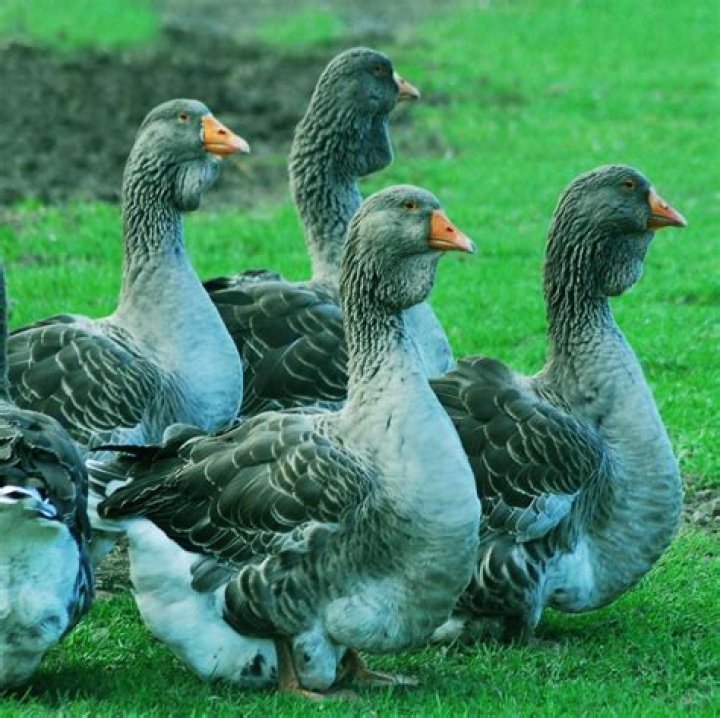 Are toulouse geese good pets?
