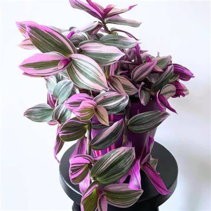 Are tradescantia nanouk rare?