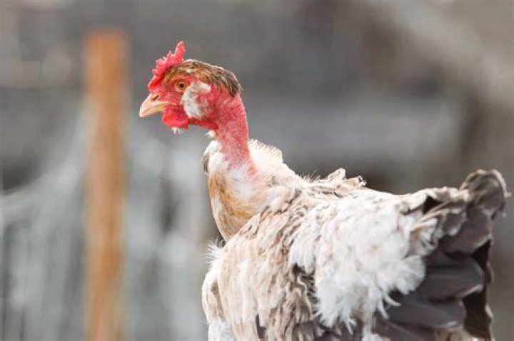 Are turken roosters mean?
