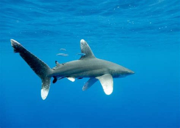 Are whitetip sharks dangerous?