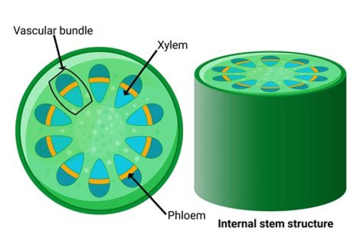 Are xylem and phloem tissues or organs?
