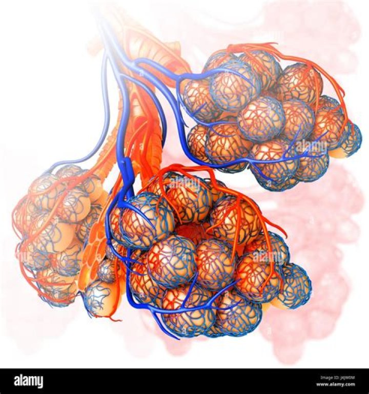 At the capillaries in the lungs?
