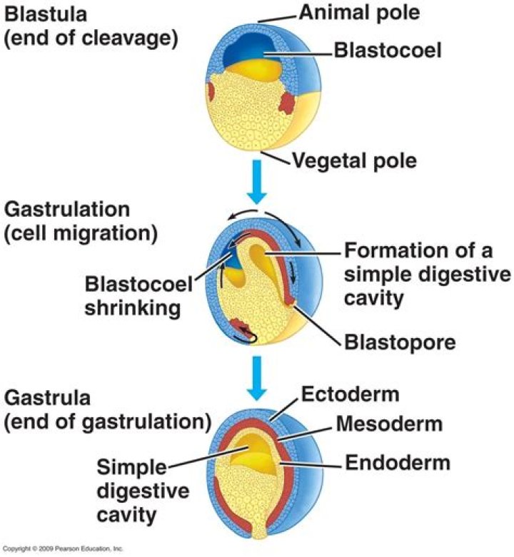 At the end of gastrulation the ectoderm makes up the?