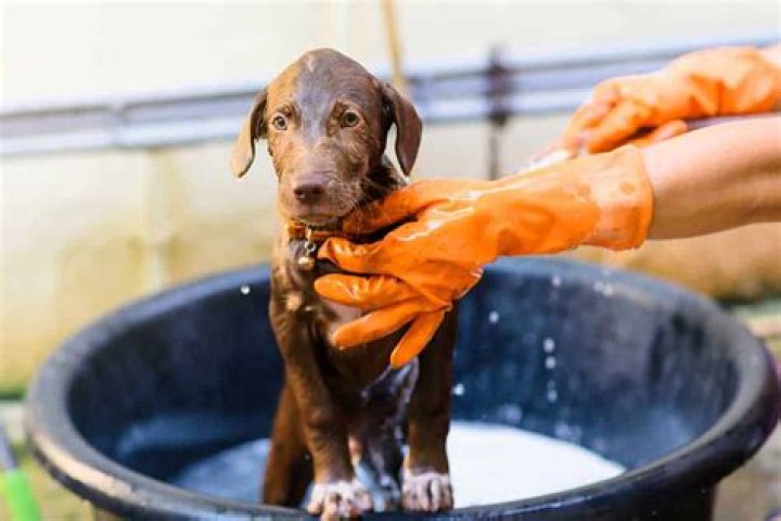 At what age can puppies be bathed?