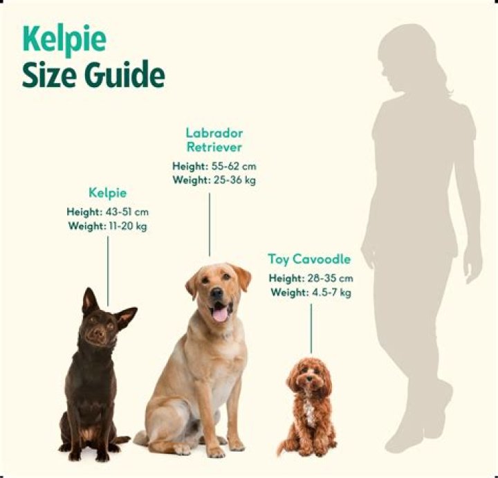 At what age do kelpies ears stand up?