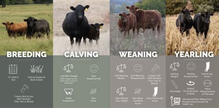 At what age does a cow stop calving?
