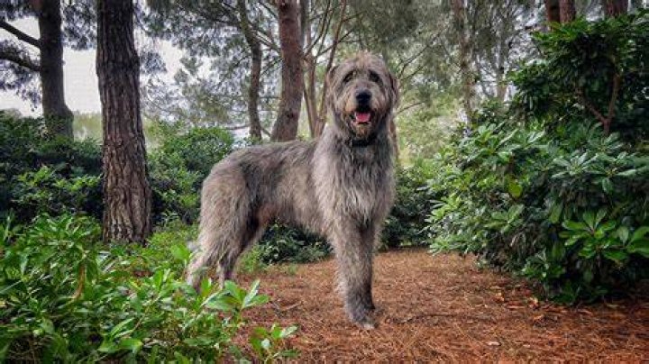 At what age is an irish wolfhound full grown?