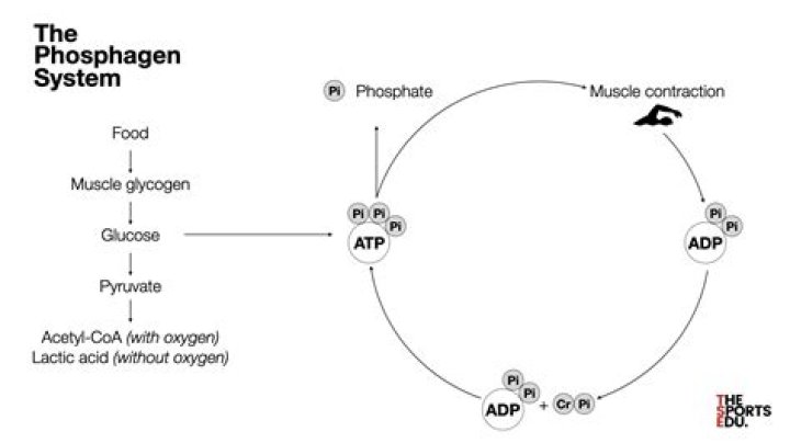By product of phosphagen system?