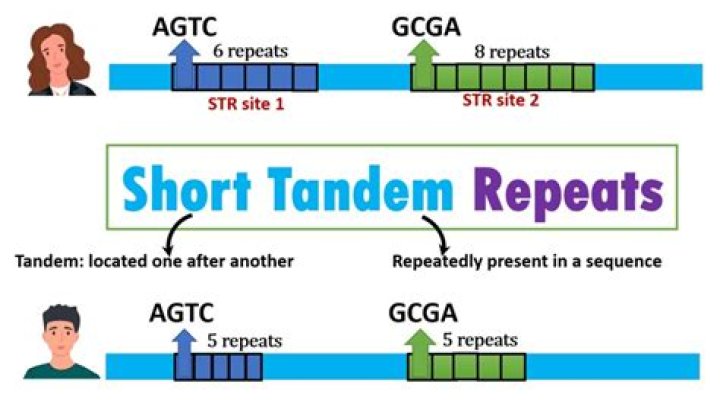 By short tandem repeat?