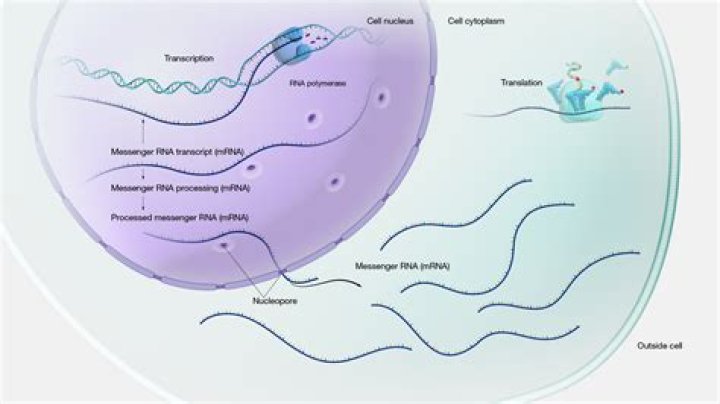 By the gene expression?