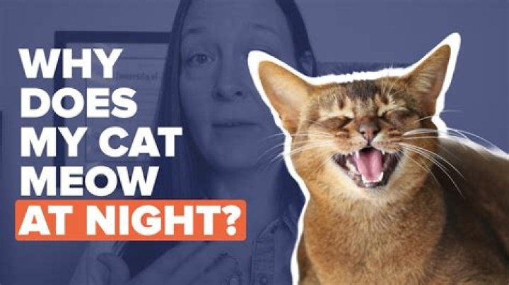 Can't won't stop meowing at night?