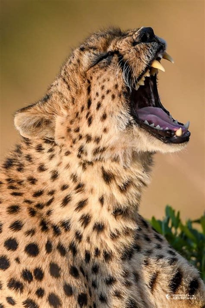 Can a cheetah roar?