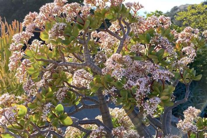 Can a crassula live outside?