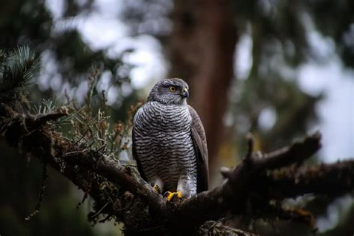 Can a goshawk kill a cat?