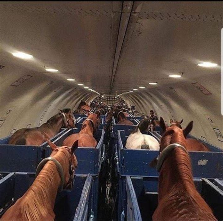 Can a horse fly on a plane?