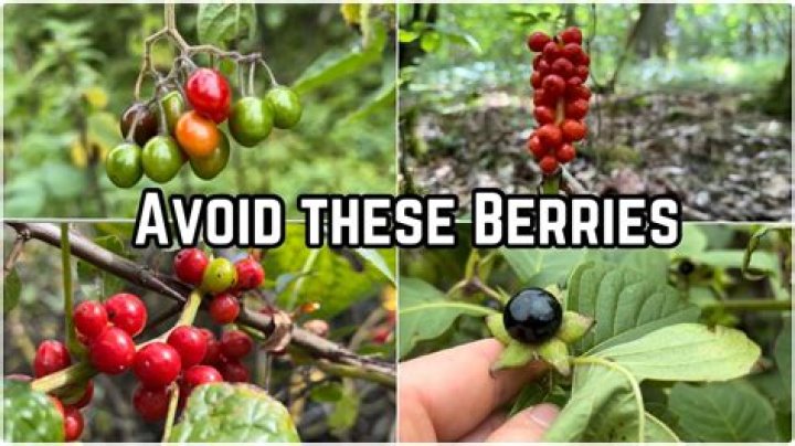 Can achatina eat berries?