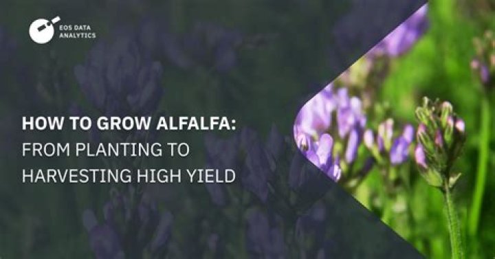 Can alfalfa be seeded?