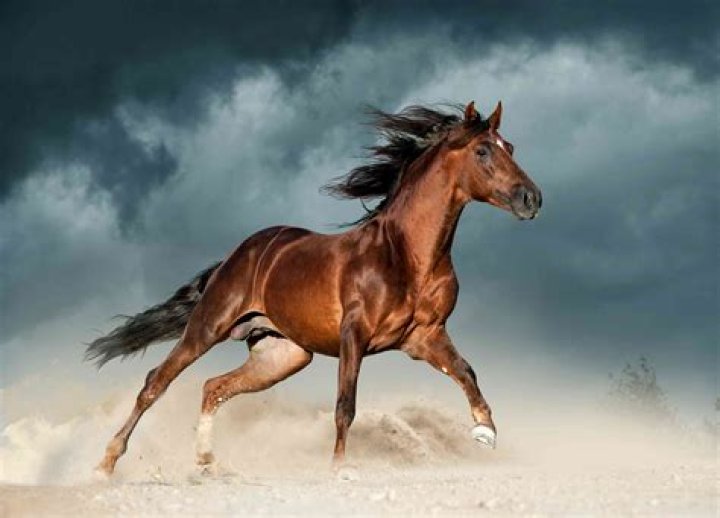 Can andalusians be chestnut?